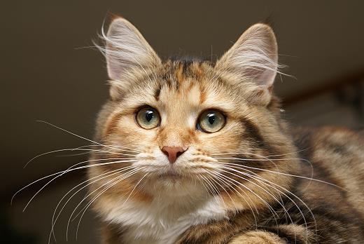Spirit of New Heaven&acute;s Dana Sibirische Katze